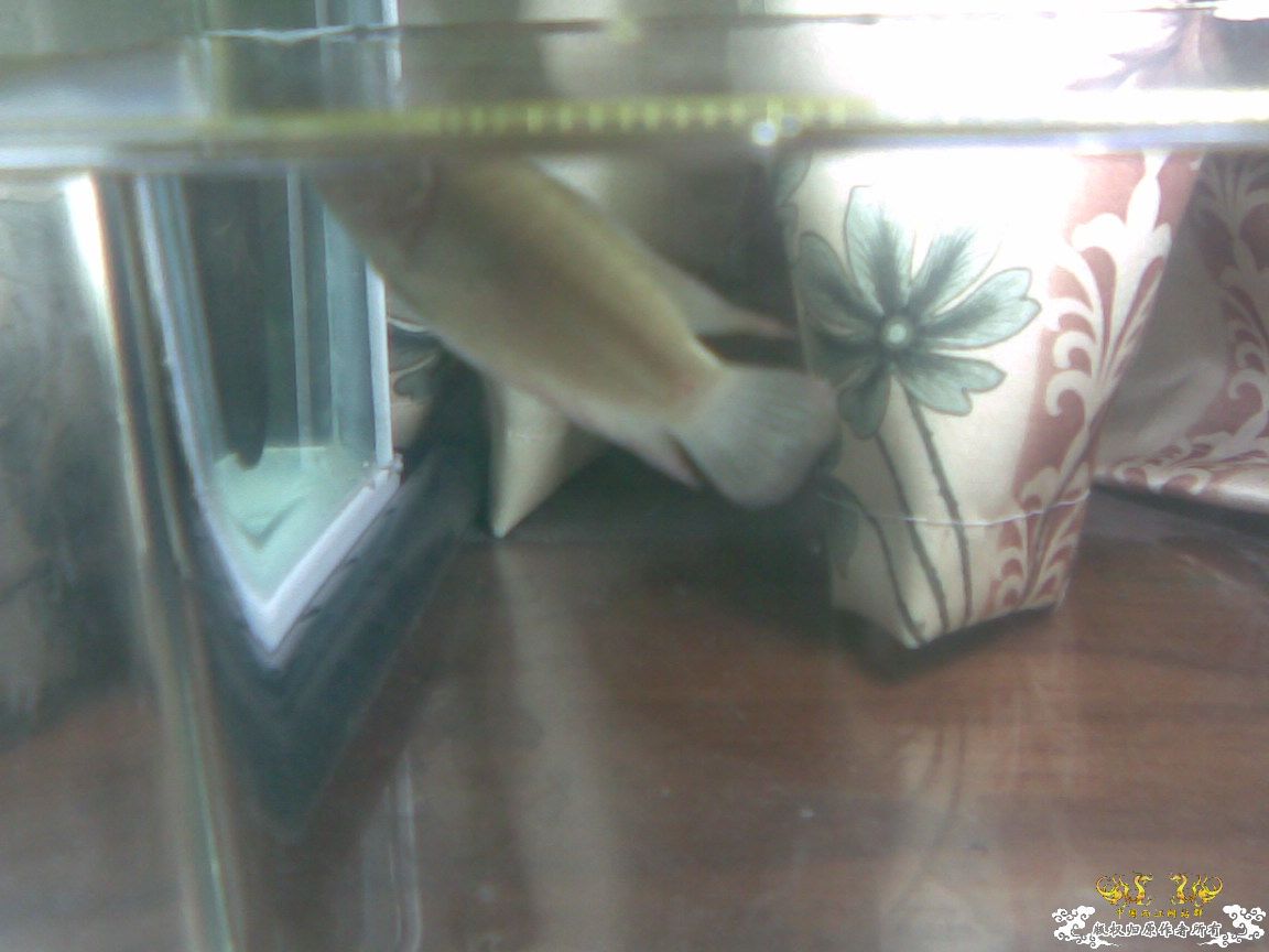 养圆尾的大大帮忙过过眼!