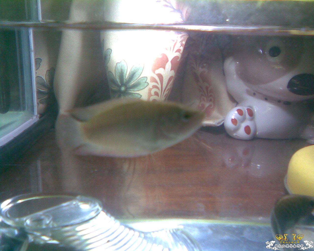 养圆尾的大大帮忙过过眼!