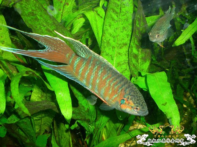 互不干扰的缸霸