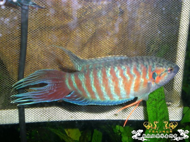 互不干扰的缸霸