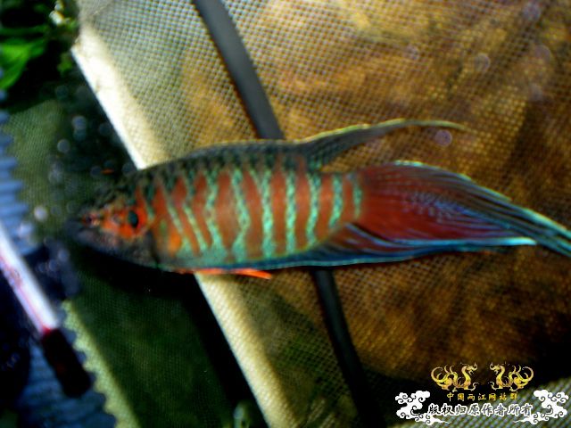 互不干扰的缸霸