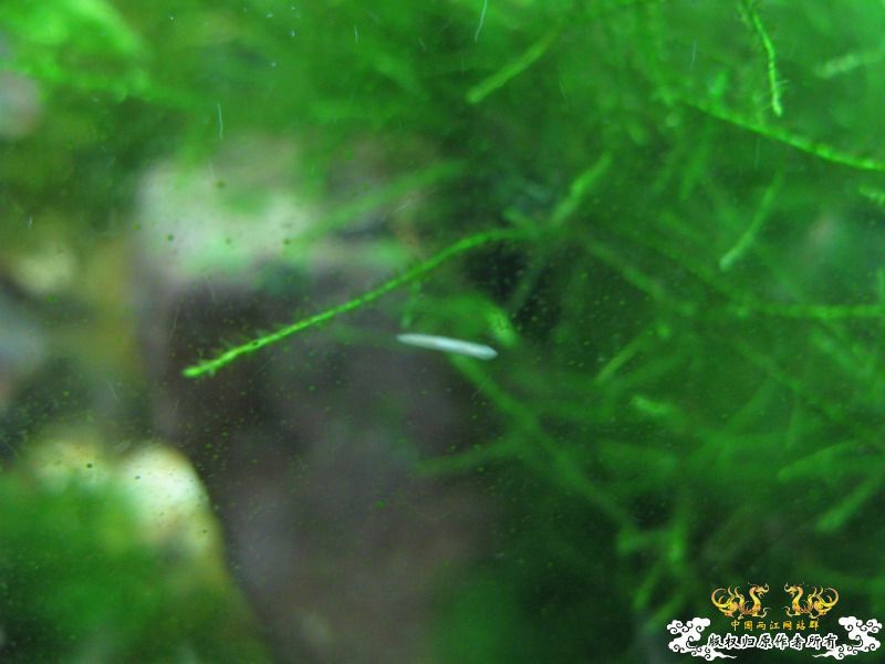 求证是不是蜗虫，如何处理？