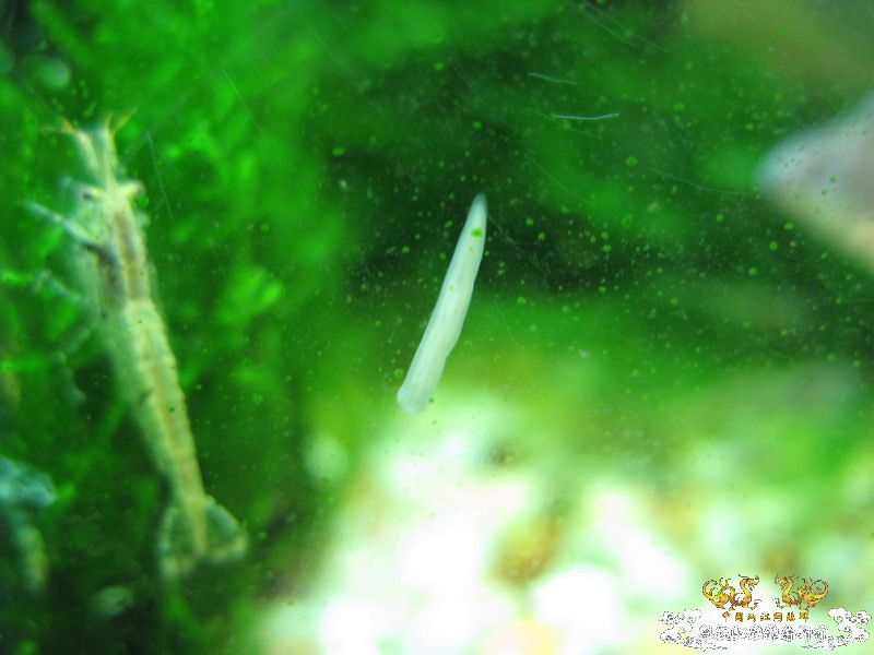 求证是不是蜗虫，如何处理？