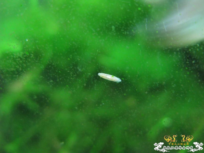 求证是不是蜗虫，如何处理？