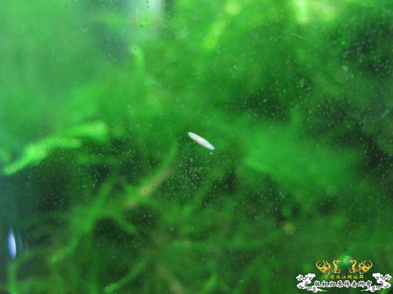 求证是不是蜗虫，如何处理？