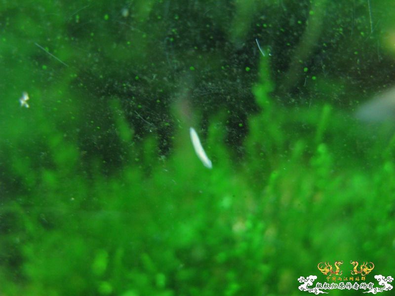 求证是不是蜗虫，如何处理？