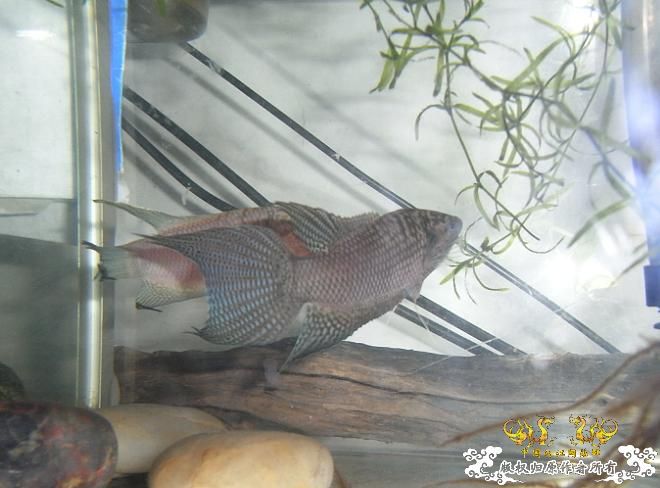 试用了下Ｒ１０