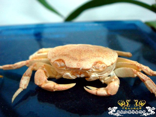 [原创]完美蜕壳 第二季