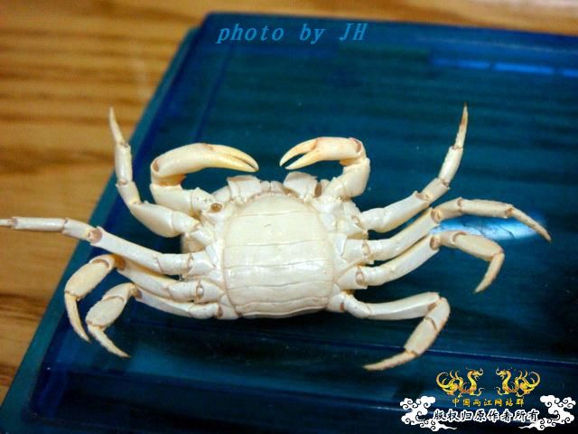 [原创]完美蜕壳 第二季