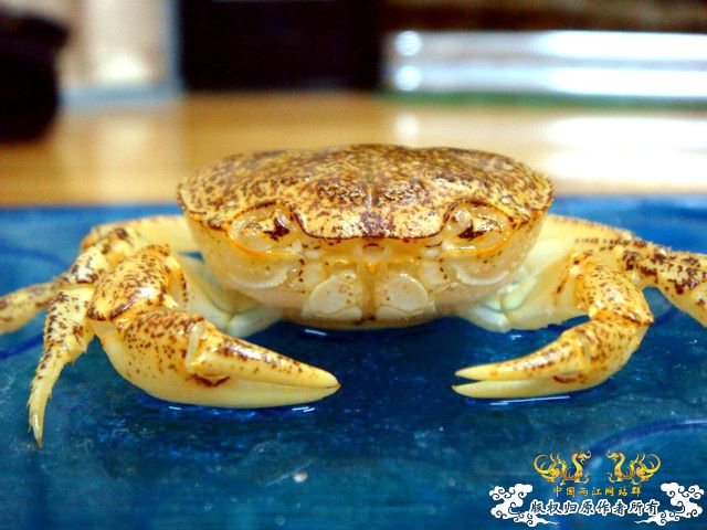 [原创]完美蜕壳 第二季