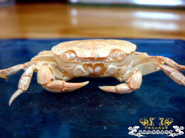 [原创]完美蜕壳 第二季