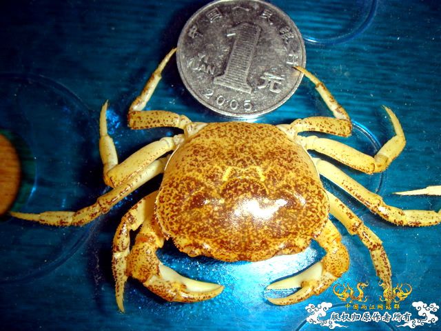 [原创]完美蜕壳 第二季