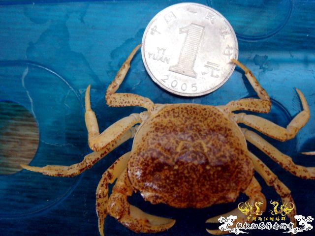 [原创]完美蜕壳 第二季