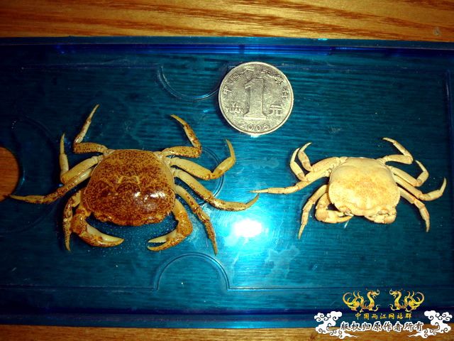 [原创]完美蜕壳 第二季