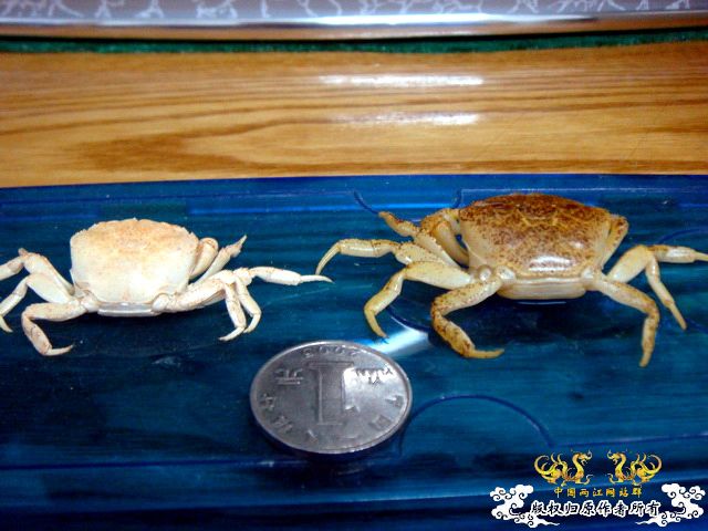 [原创]完美蜕壳 第二季