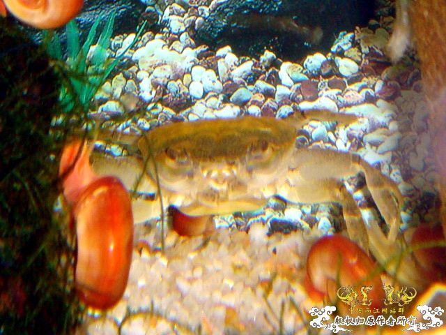 [原创]完美蜕壳 第二季