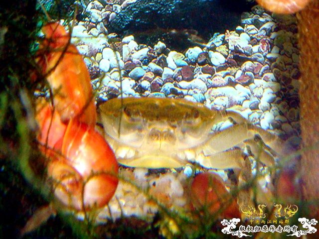 [原创]完美蜕壳 第二季