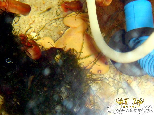 [原创]完美蜕壳 第二季