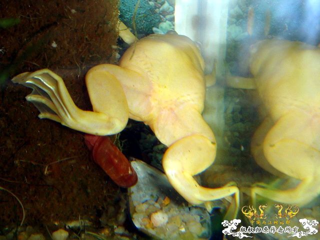 [原创]完美蜕壳 第二季