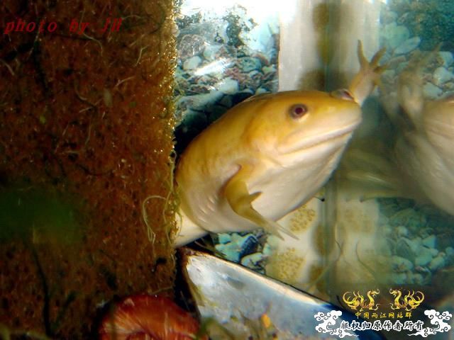 [原创]完美蜕壳 第二季