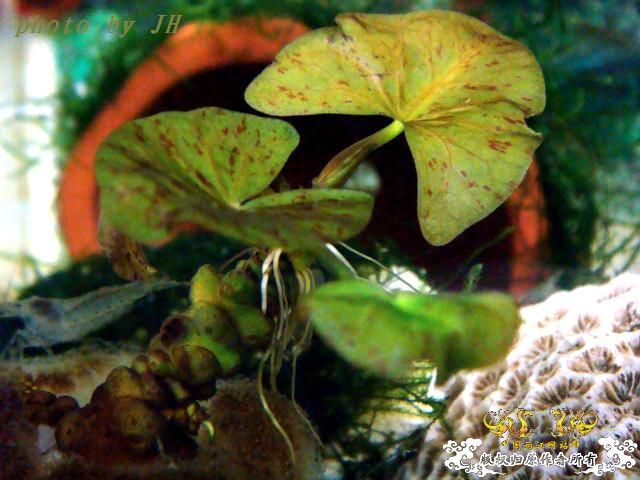 [原创]完美蜕壳 第二季