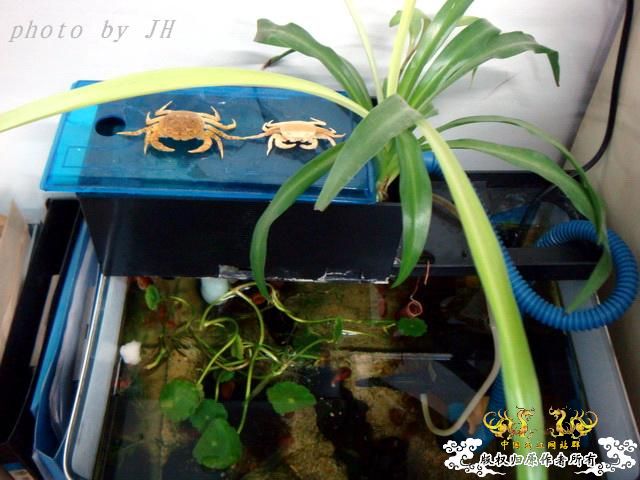 [原创]完美蜕壳 第二季