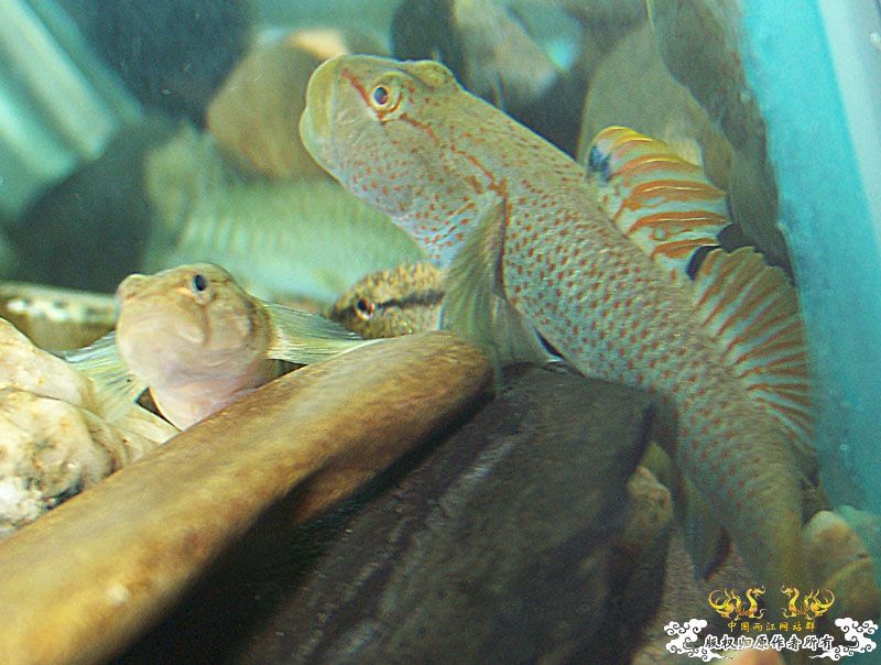 请确认下是否是雀斑虾虎