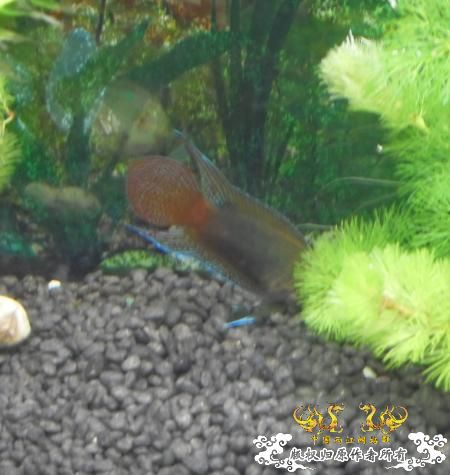 [贴图]我的圆斗，开始发色了~~~~