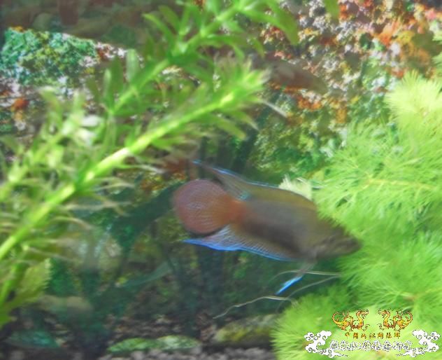 [贴图]我的圆斗，开始发色了~~~~