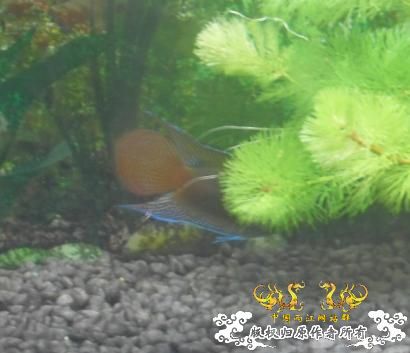 [贴图]我的圆斗，开始发色了~~~~