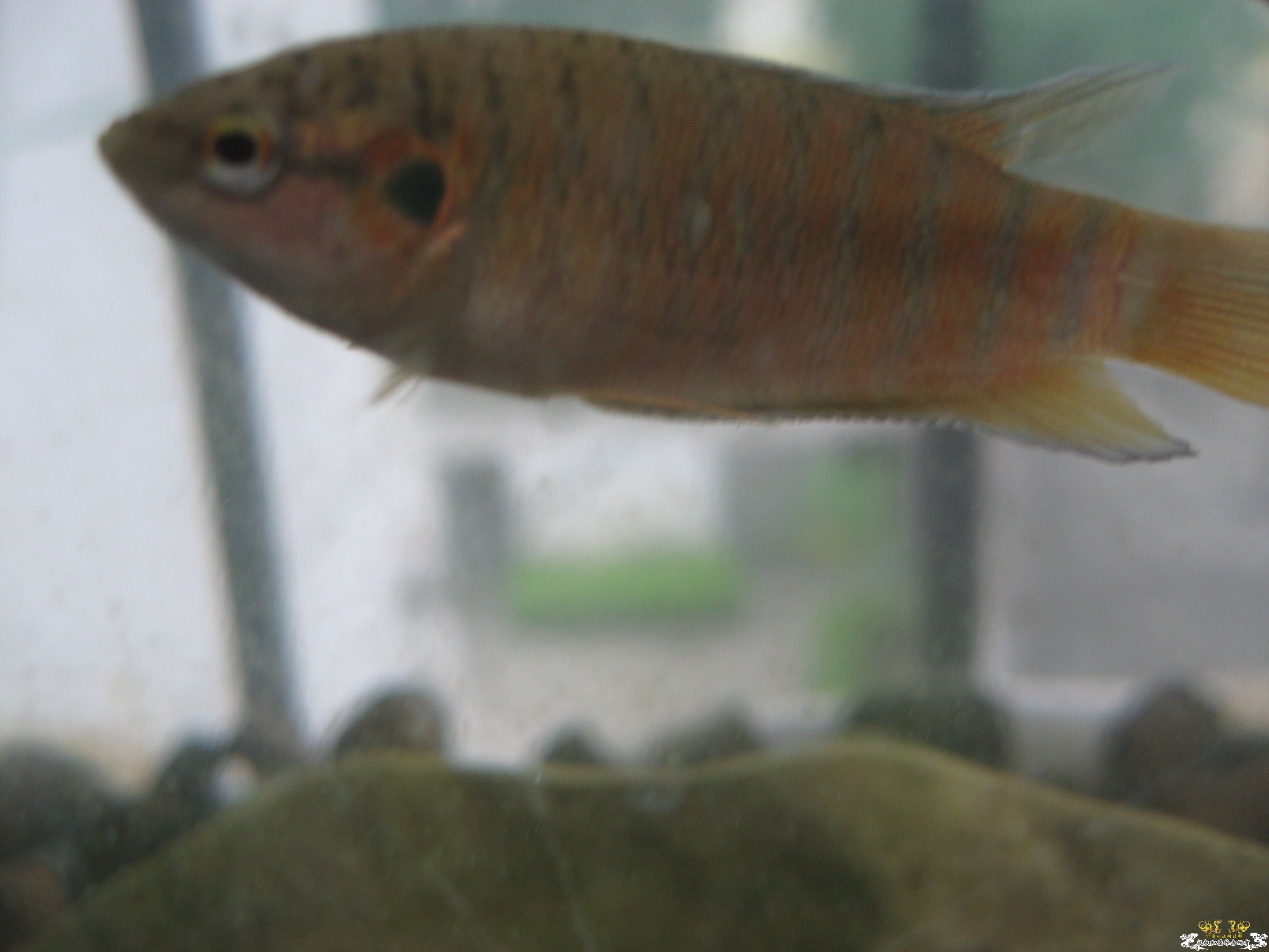 身上的鳞片白了