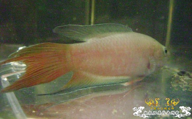 大家来鉴定下这是啥子叉.....