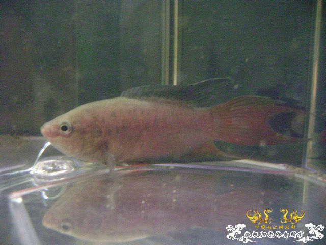 大家来鉴定下这是啥子叉.....