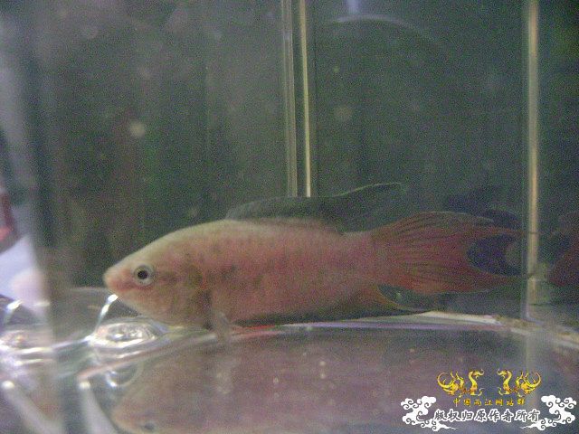 大家来鉴定下这是啥子叉.....