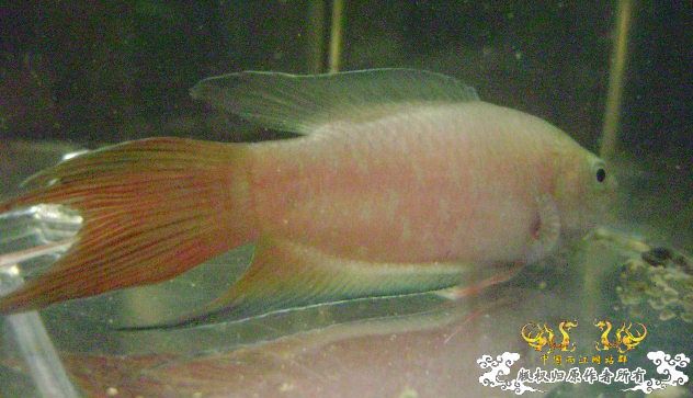 大家来鉴定下这是啥子叉.....