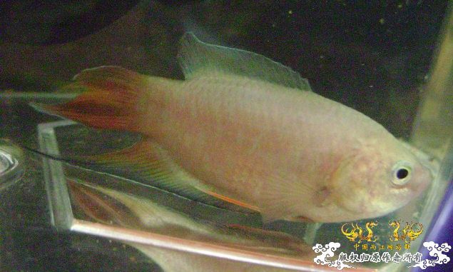 大家来鉴定下这是啥子叉.....