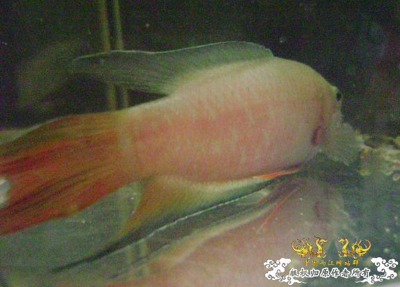 大家来鉴定下这是啥子叉.....