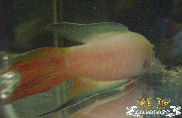 大家来鉴定下这是啥子叉.....