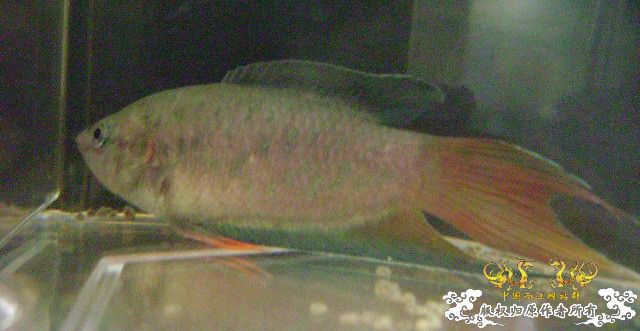 大家来鉴定下这是啥子叉.....