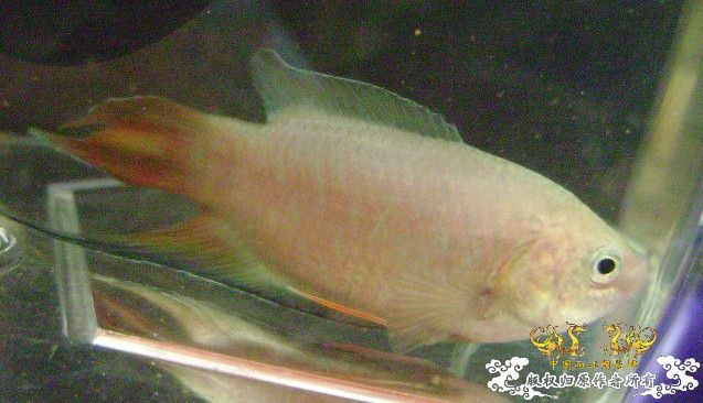 大家来鉴定下这是啥子叉.....