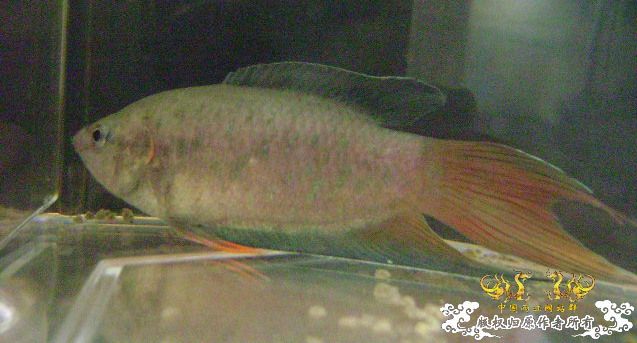 大家来鉴定下这是啥子叉.....