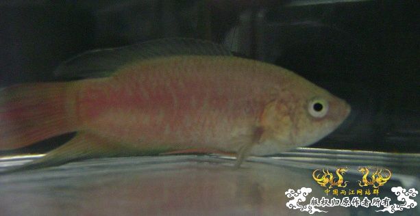 大家来鉴定下这是啥子叉.....