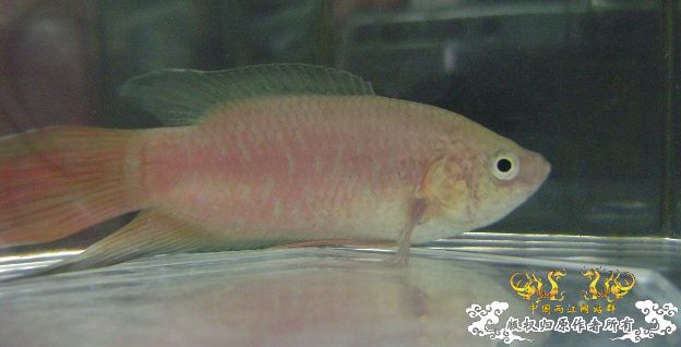 大家来鉴定下这是啥子叉.....