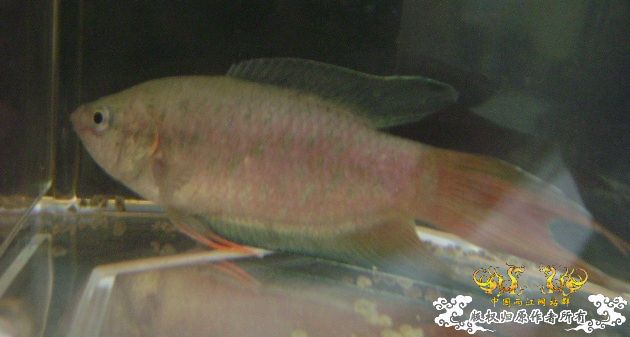 大家来鉴定下这是啥子叉.....