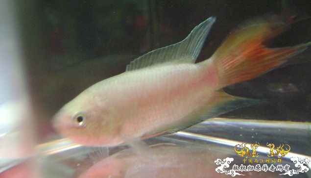 大家来鉴定下这是啥子叉.....