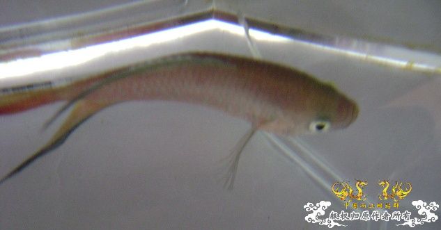 大家来鉴定下这是啥子叉.....