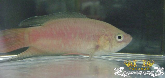 大家来鉴定下这是啥子叉.....