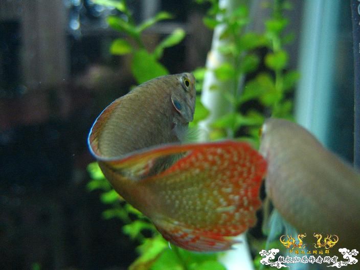 圆舞曲-------------新采小斗