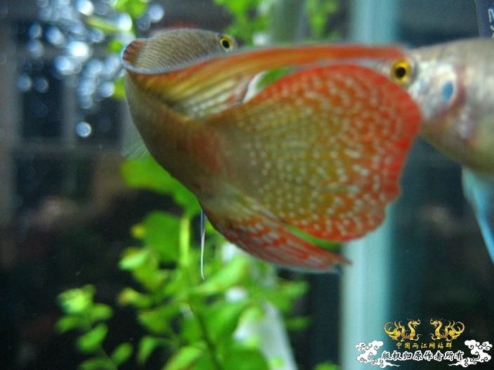 圆舞曲-------------新采小斗