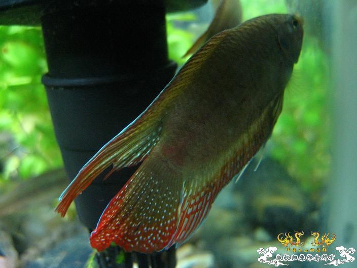 圆舞曲-------------新采小斗